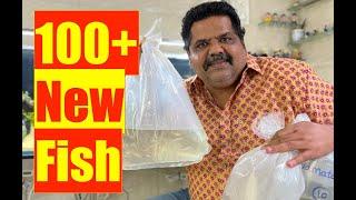 100+ New Aquarium Fish | A Beginner's Guide | Natural Aquarium Fish | Mayur dev Aquascaper 4K