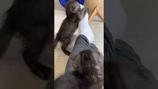 Scottish Fold Virginia Kittens playing