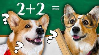 Are You Smarter at Math than a Corgi?!