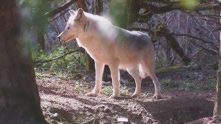 Meet Our Wolves: Poppy | WWUK