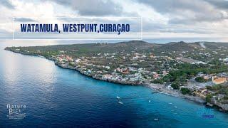 Watamula Dive Site in Westpunt Curacao | Curacao Dive Guide | Dive Travel Curacao