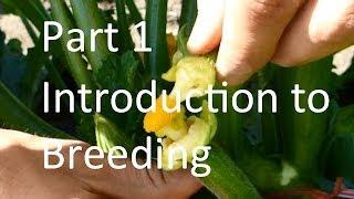 Breeding Cucurbit Vine Crops: An Introduction