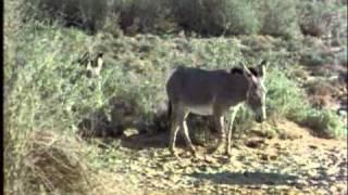 ARKive  African wild ass video  Equus africanus