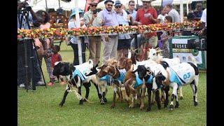 Uganda's Royal Ascot Goat race 2019