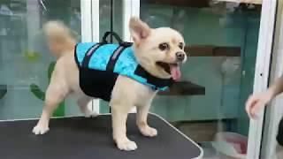 【Pet's Swimming Pool】Nia  #Pomeranian