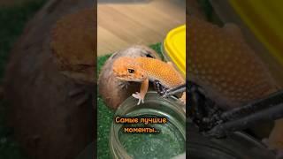 Теперь я понимаю наших бабушек… #эублефар ням ням ням