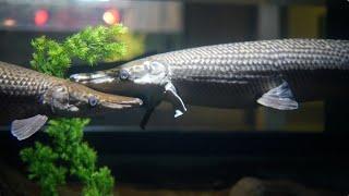 Creature Closeup: Alligator Gar | California Academy of Sciences