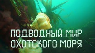 Дальний Восток. Магадан. Охотское море. Nature of Russia.