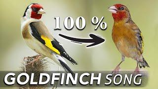 Goldfinch Mule 12h Singing - Training Song