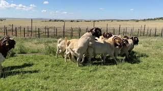 Boer Goat Bucks for sale