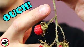 LITCHI TOMATO : Weird Tomato Relative That's Covered in Thorns - Weird Fruit Explorer Ep. 353