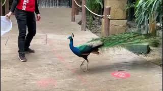 Feeding Time Bird Savannah Sunway Lagoon