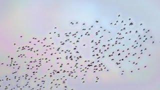 The Starling Sky Show