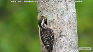 Sunda Pygmy Woodpecker (Male & Female & Chick) @ Chiu Sein Chiong  3456