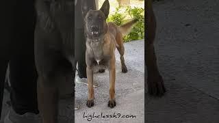 Teaching this young Malinois deterrence work