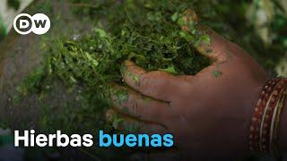 Plantas terapéuticas en la medicina alternativa - Programa completo