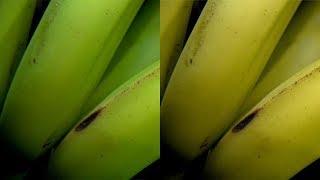 How Supermarkets get Fruit to Ripen Faster | Earth Science