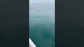 Рыбалка в Сочи. Ловим мерланга. #рыбалка #морскаярыбалка #fishing #fish #море #сочи  #черноеморе