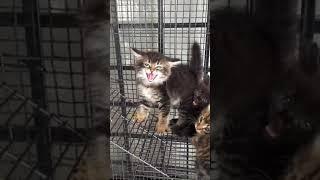 Kitten Hissing To Protect His Brothers