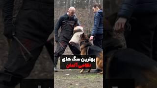 خطرناک ترین سگ های آلمان #shorts #dog