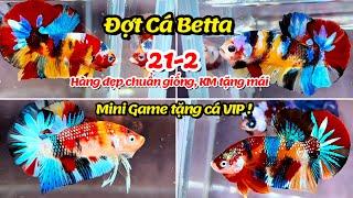 Đợt Cá Betta 21-2 Nemo Multicolor Metalic, Yellow Base, Red Fancy Star [ Mini Game tặng cá VIP ]