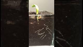 Time-Lapse View of Broad Bean Roots: Nature's Marvel in Motion