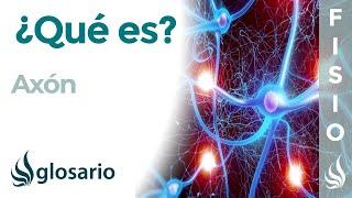 AXÓN | Qué es, dónde se encuentra, cuál es función e importancia para las neuronas