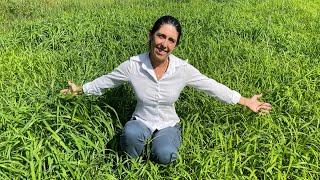 FORMANDO UM PASTO DE CAPIM TAMANI