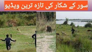 #pig hunting in pakistan#shikar hi shikar# pig hunting with dog#