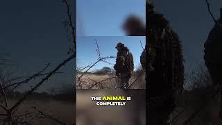 The Amazing Comeback of the Exterminated Animal A Thrilling Hunt Experience