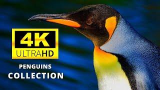 Penguins Collection in 4K ULTRA HD