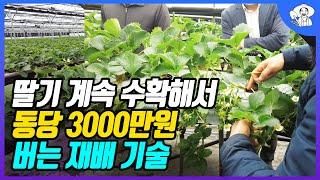 딸기 명인이 알려주는 동당 3000만원 버는 딸기 재배 기술