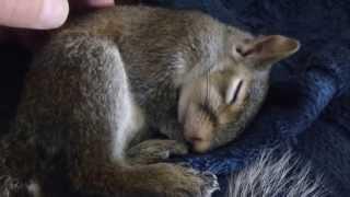 Kitty the Squirrel is a very sound sleeper.