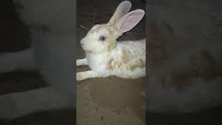 rabbit  so cute #rabbit #socute #lovers #viralvideo