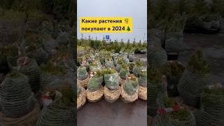 Хиты продаж 2024 в питомнике растений