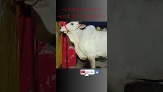 most beautifulcow 2023||kolkata golbari garib nawaz dairy farm||#shorts #cow