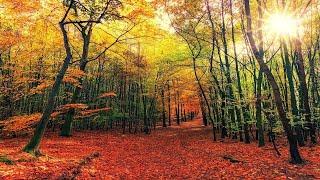 Autumn | Relaxing Sleep Music for Stress Relief - Meditation Music, Calm Music, Fall Asleep Fast