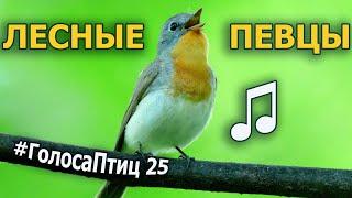 Какие птицы поют в лесу? #ГолосаПтиц 25