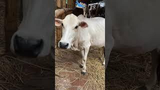 cow videos cow গরু amba guru hamba goru cow video cow cow gorur video cow dance hamba hamba goro#cow