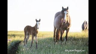 Frank Kuntz opens the Nokota Horse Conservancy Wild Horse gentling clinic with Anna Twinney of ROTH