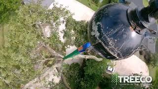 Tree Removal - BIG Jobs