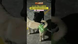 用瓶子制成的内衣  #animal #animalrescue #animallover #rescue #dog