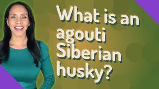 What is an agouti Siberian husky?