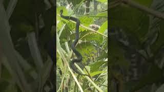 Snake  Encounter in the Mountains ️ at Tangkong Baka, San Isidro, Libmanan, Cam. Sur, Philippines