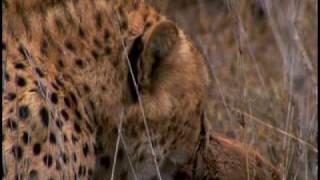 Nature's Perfect Predators - Cheetah