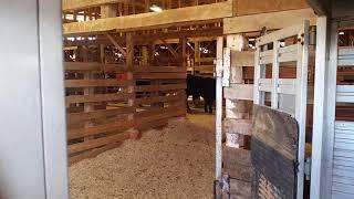 Loading bull's at cattle auction in Georgia