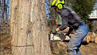 DANGEROUS TREE FELLING | How to and Tips