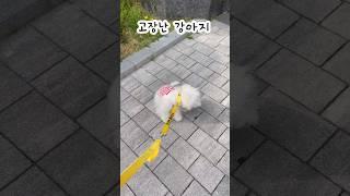옷입혔더니 고장난 강아지