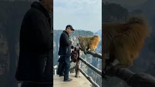 Traveller & Monkey  #shorts #short #travel #china #funnyvideo