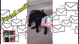 Friend mail- Calvin the Boston Terrierist channel.@CalvinTheBostonTerrierist  #livingwithragdolls